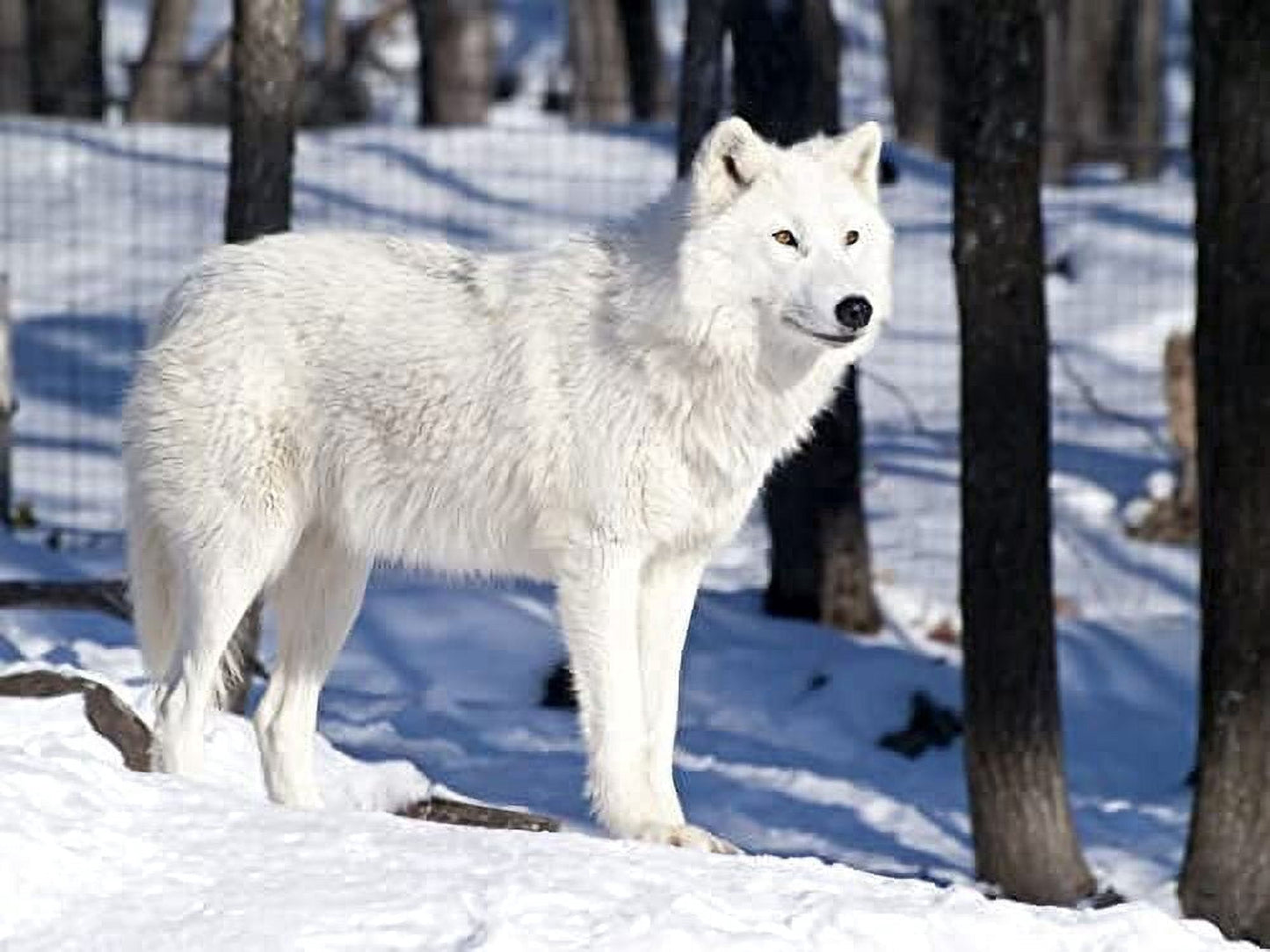 White Artic Wolf Edible Image Icing Cake Topper for Quarter Sheet Cake, by Tnct.
