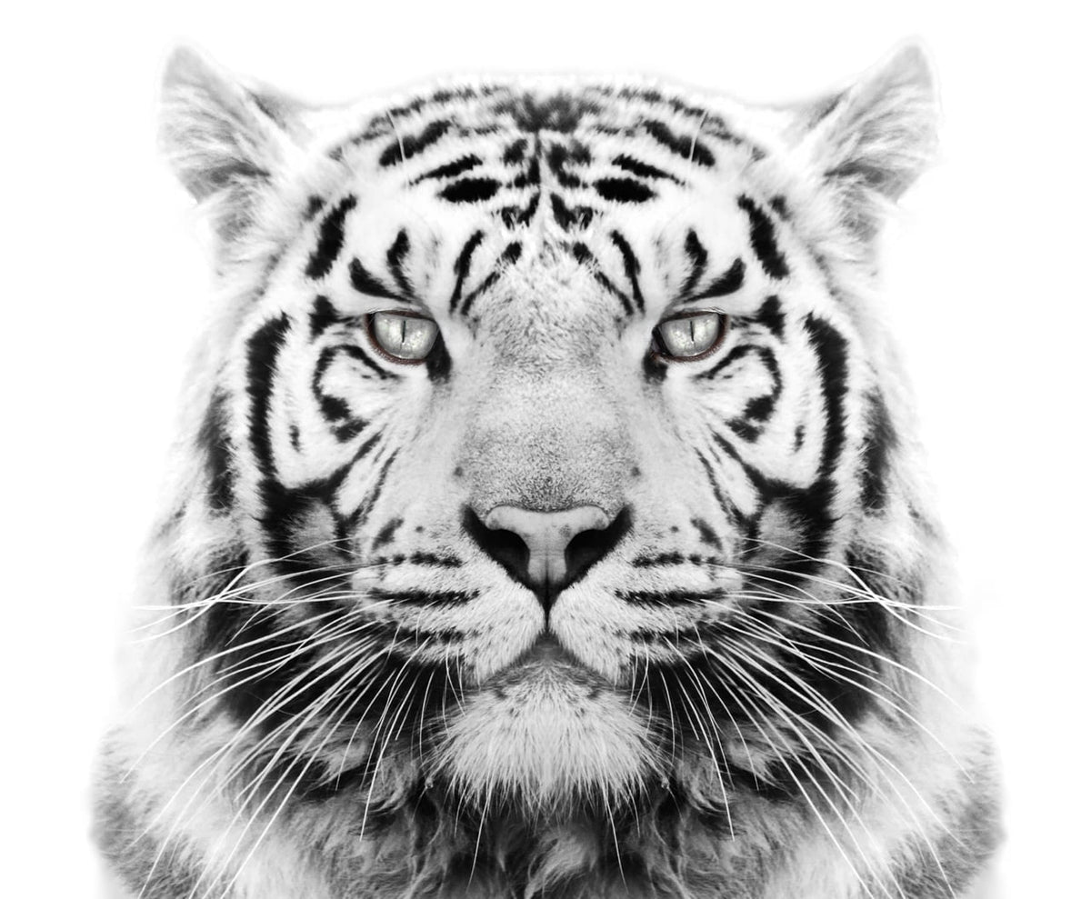 White Tiger Edible Icing Image Cake Topper, by Tnct.