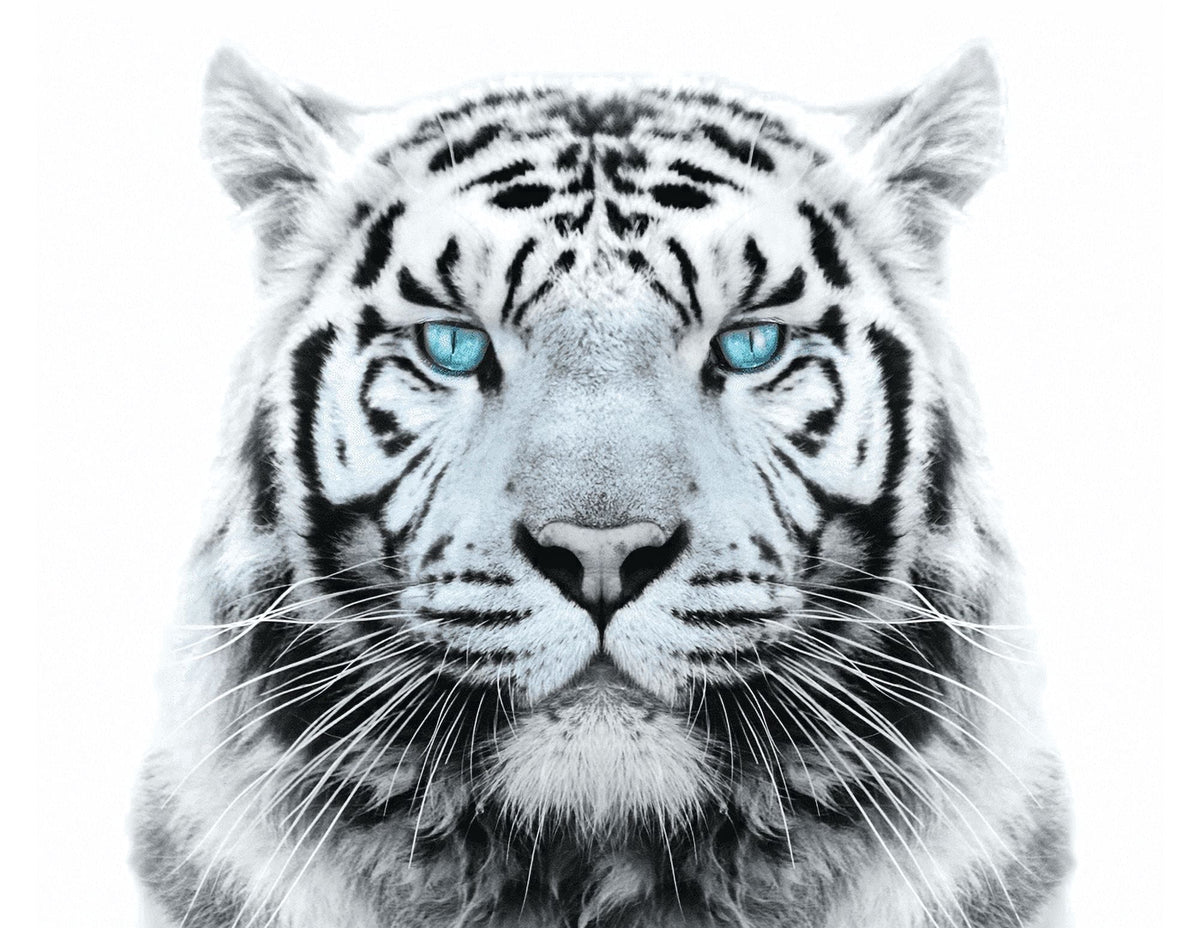 White Tiger with Blue Eyes Edible Image Icing Cake Topper for Quarter Sheet Cake, by TNCT