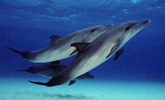 2 Dolphins Swimming ~ Edible Icing Image Cake Topper