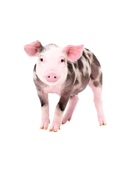 9.5" Pre-Cut Round Spotted Pig Edible Image By TNCT!