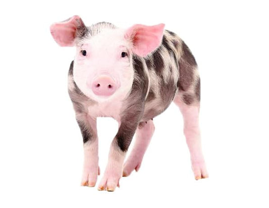 Cute Spotted Pig Edible Image For Quarter Sheet Cake