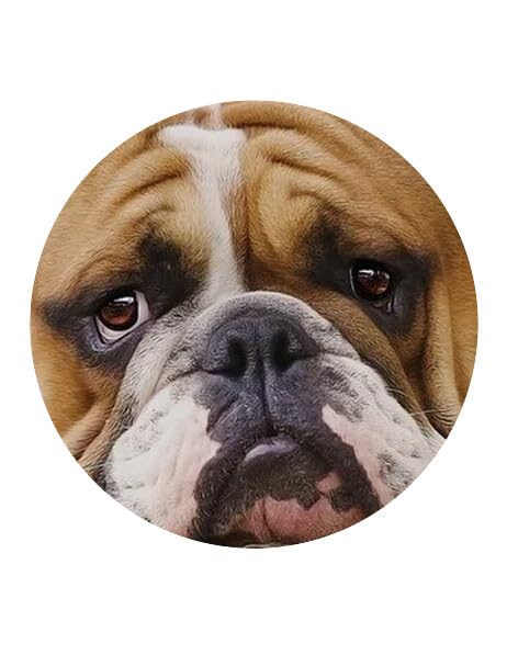 9.5" Pre-Cut Round Bulldog Edible Image Cake Topper