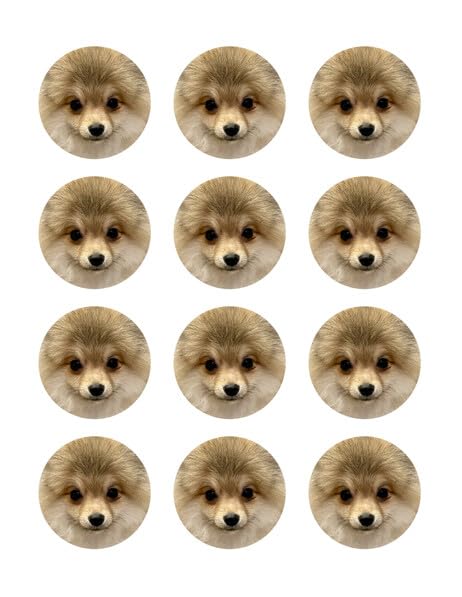 2" Round Pre-Cut Pomeranian Edible Image Cupcake Toppers