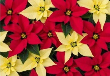 Red and Yellow Poinsettias Edible Chocolate Transfer Sheet for Chocolate Covered Strawberries and Bark, 1 Count