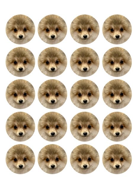 1.875" Pre-Cut Round Pomeranian Edible Image Cupcake Toppers