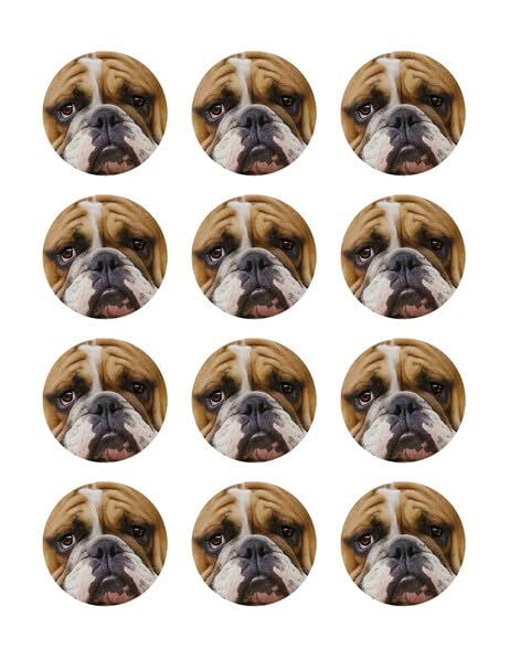 2" Round Pre-Cut English Bulldog Edible Image Cupcake Toppers