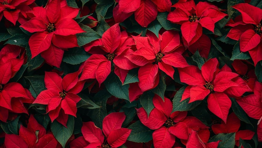 Red Poinsettias and Green Leaves Edible Chocolate Transfer Sheet for Chocolate Covered Strawberries and Bark, 1 Count