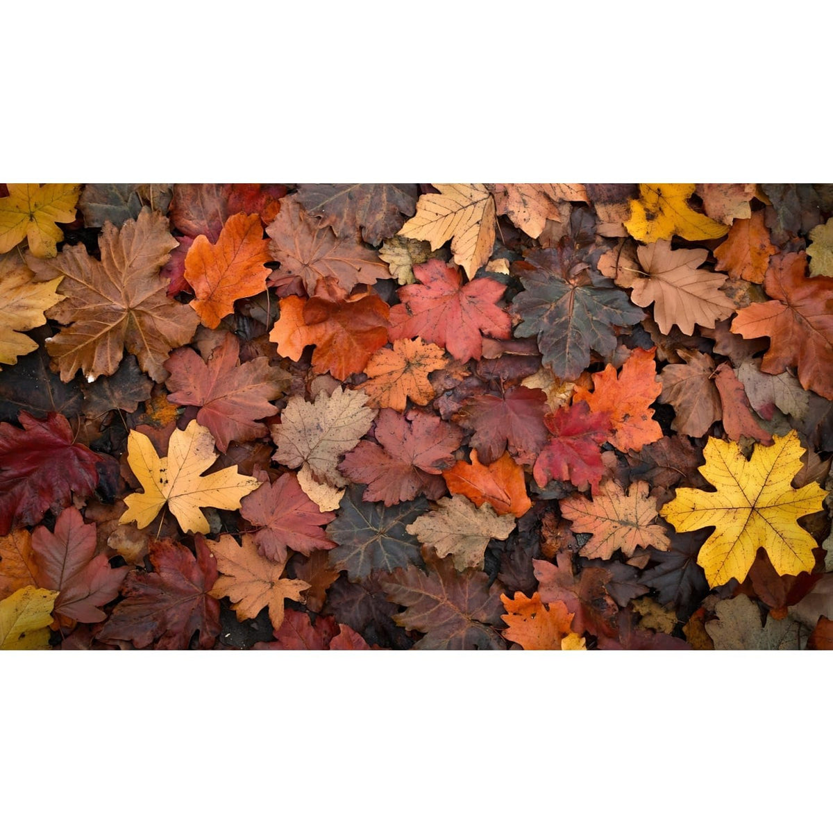 Warm Mixed Autumn Leaves Edible Image Cake Border Strips, by Party Poppin Cake Toppin. (1 Count)