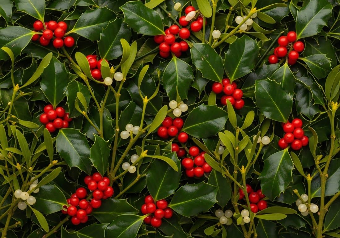 Glossy Holly Leaves with Red and White Berries Edible Chocolate Transfer Sheet for Chocolate Covered Strawberries and Bark, 1 Count