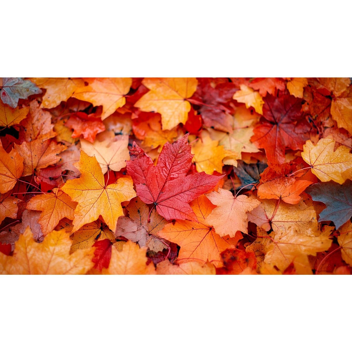 Bright Orange and Red Maple Leaves Edible Chocolate Transfer Sheet for Chocolate Treats, 1 Count