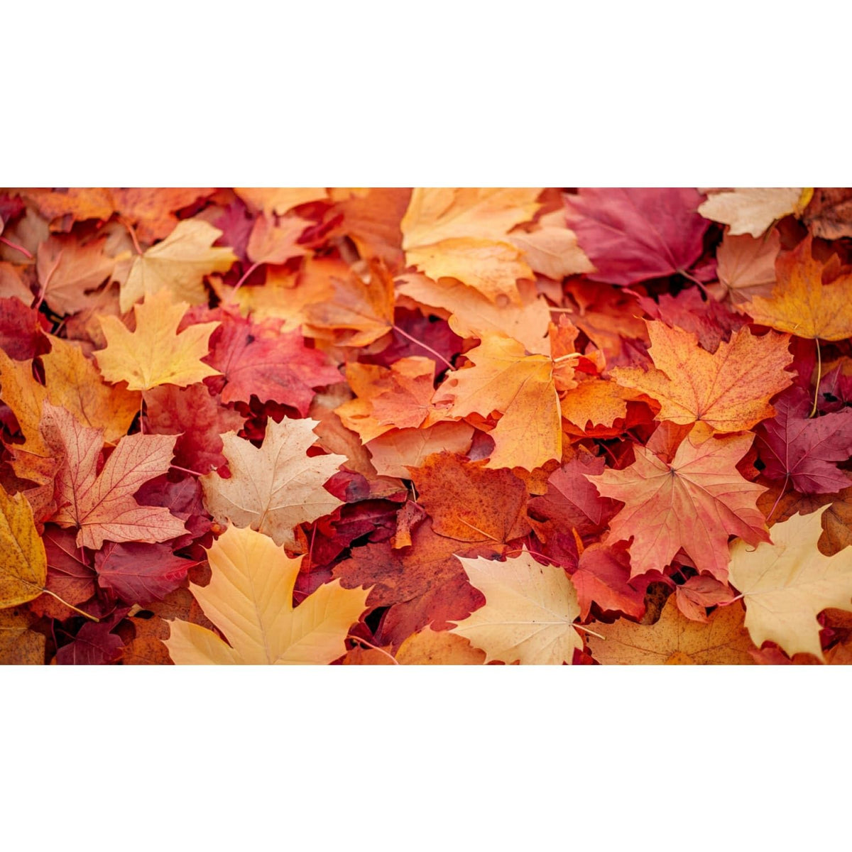 Colorful Fall Foliage Edible Chocolate Transfer Sheet for Chocolate Treats, 1 Count