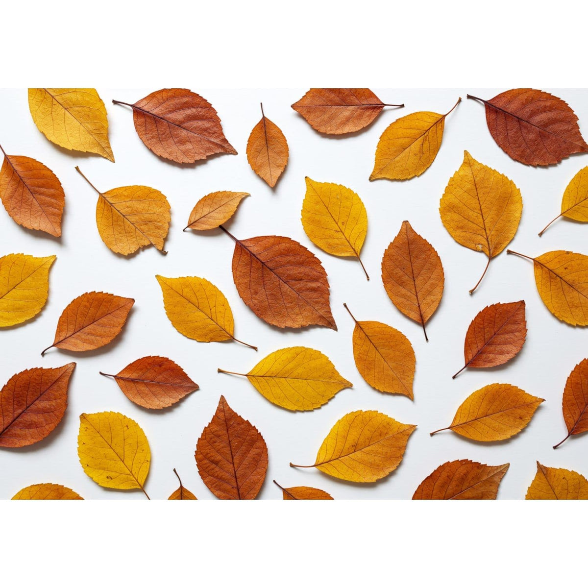 Golden Autumn Leaf Cascade Edible Chocolate Transfer Sheet for Chocolate Treats, 1 Count