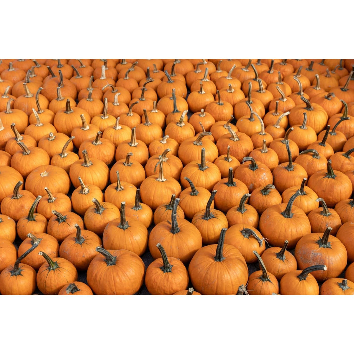 Orange Pumpkin Patch Pattern Edible Chocolate Transfer Sheet for Chocolate Treats, 1 Count