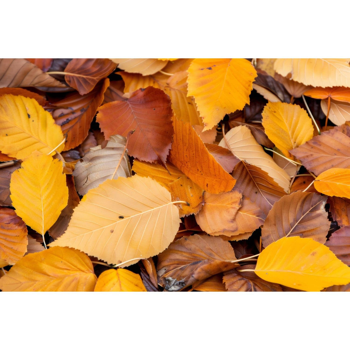 Golden and Rust Autumn Leaves Edible Image Cake Border Strips, by Party Poppin Cake Toppin. (1 Count)