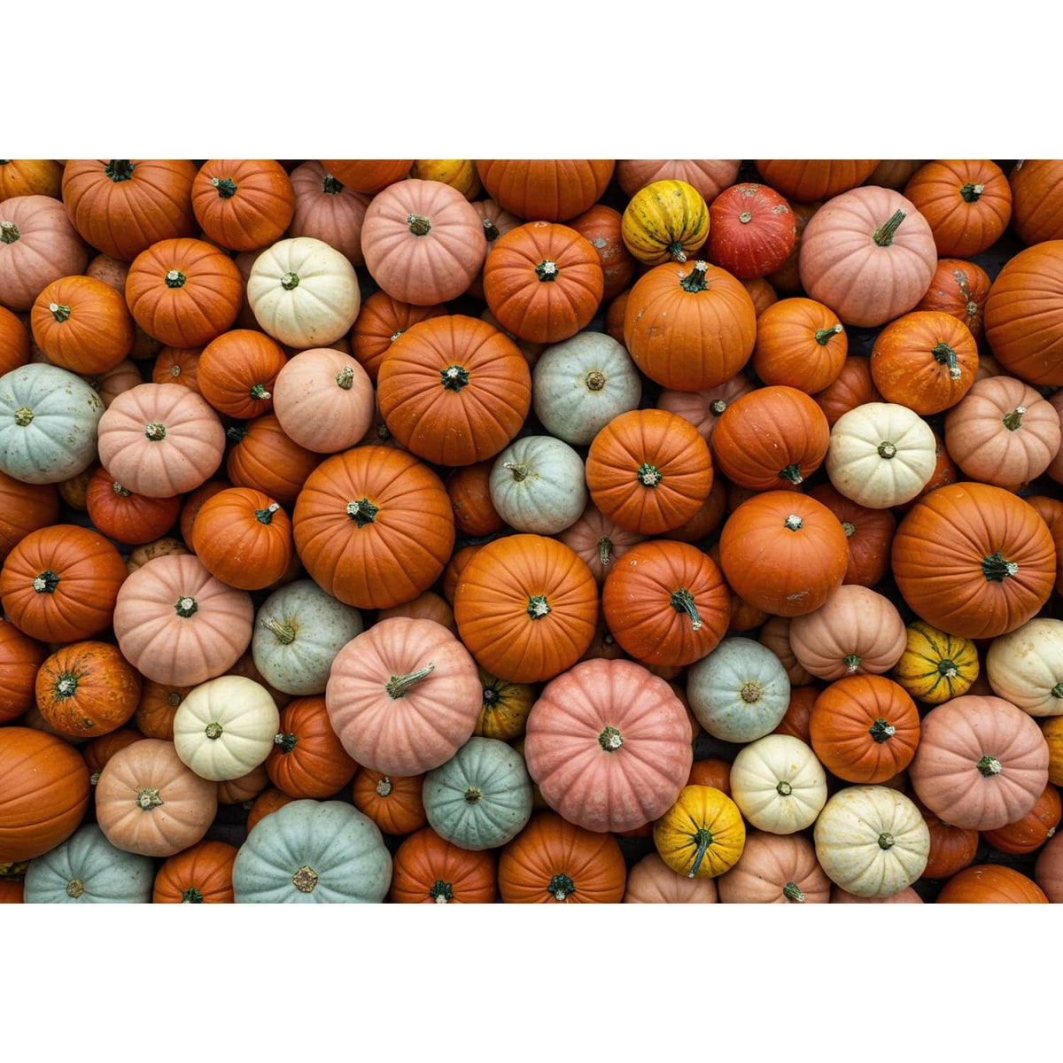 Mixed Pumpkins and Gourds Edible Image Cake Border Strips, by Party Poppin Cake Toppin. (1 Count)