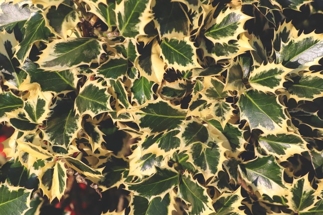 Gold-Edged Holly Leaves Edible Chocolate Transfer Sheet for Chocolate Covered Strawberries and Bark, 1 Count