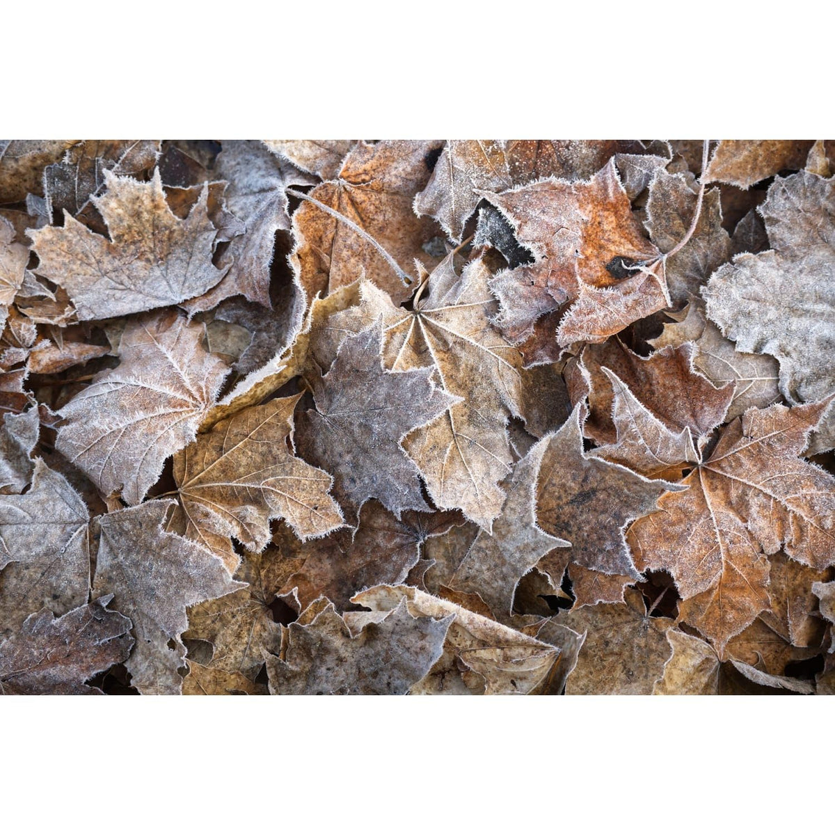 Frosted Fallen Maple Leaves Edible Chocolate Transfer Sheet for Chocolate Treats, 1 Count