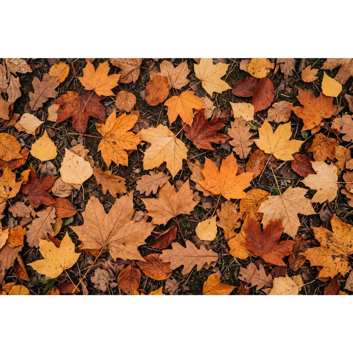 Dry Orange and Brown Autumn Leaves Edible Image Cake Border Strips, by Party Poppin Cake Toppin. (1 Count)