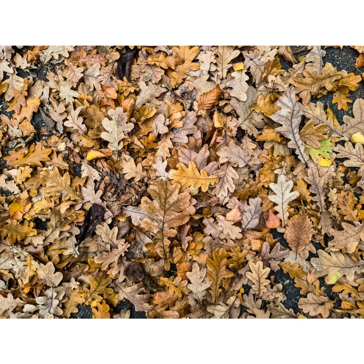 Fallen Oak Leaf Carpet Edible Chocolate Transfer Sheet for Chocolate Treats, 1 Count