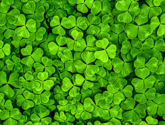 Shamrock Pattern On Edible Image Chocolate Transfer Sheet. Apply To Your Custom Chocolate Treats