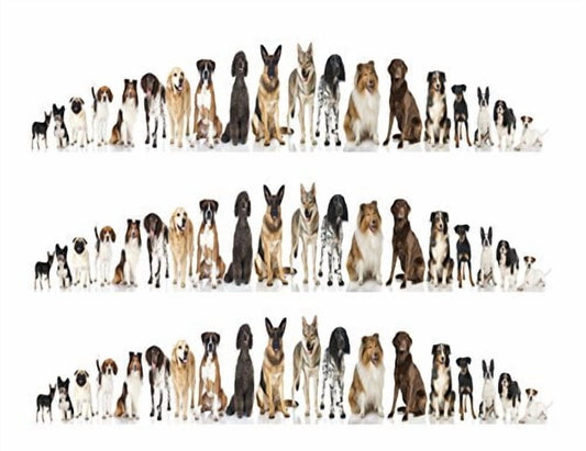Edible Icing Image Cake Border Strips & Cake Toppers, by TNCT (3 Count)