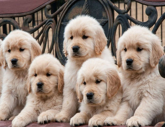 Golden Retriever Dog Puppy Family Birthday Edible Image Icing Cake Topper for Quarter Sheet Cake, by Tnct.