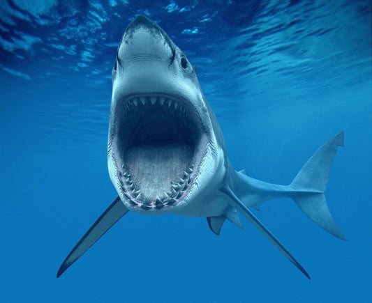 Great White Shark Attack Edible Image Cake Topper