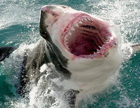 Great White Shark Mouth Open Teeth Edible Cake Topper Image ABPID00078