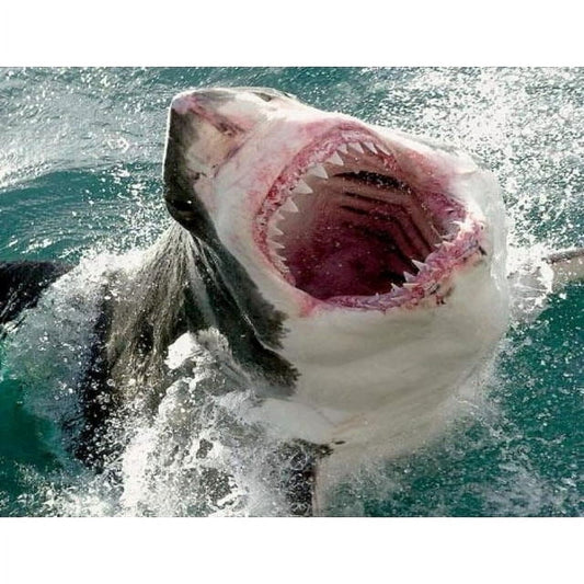 Great White Shark Mouth Open Teeth Edible Icing Image Cake Topper, by Tnct.