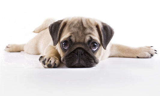 Pug Puppy Edible Image Icing Cake Topper for Quarter Sheet Cake, by TNCT