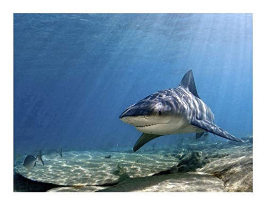 Bull Shark Edible Image Icing Cake Topper for Quarter Sheet Cake, by TNCT