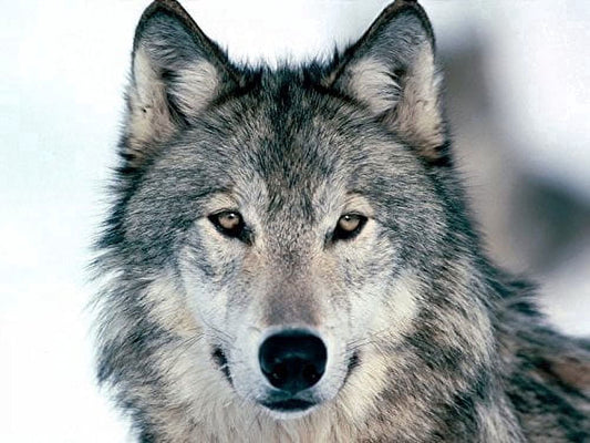 Grey Wolf Edible Image Icing Cake Topper for Quarter Sheet Cake, by TNCT