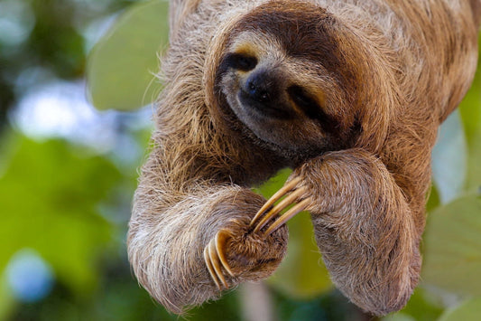 Smiling Sloth Edible Icing Image Cake topper, by Tnct.