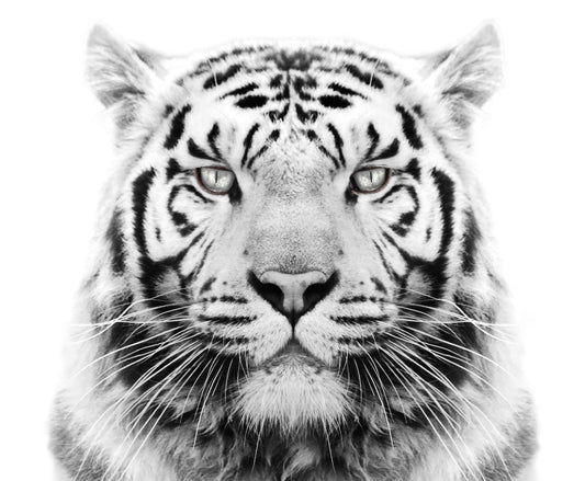 White Tiger Edible Icing Image Cake Topper, by Tnct.