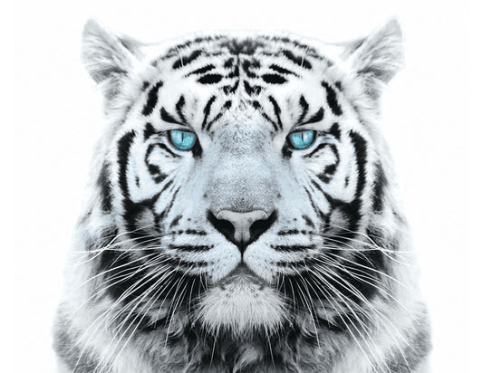 White Tiger with Blue Eyes Edible Image Icing Cake Topper for Quarter Sheet Cake, by TNCT