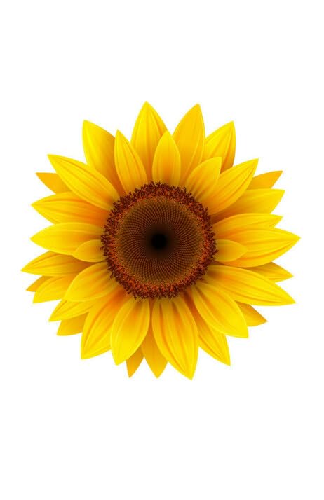 Sunflower Edible Image Cake Topper For Your Half Sheet Cake!