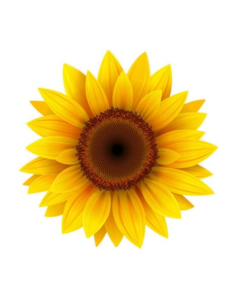 Sunflower Edible Image For Your Quarter Sheet Cake!