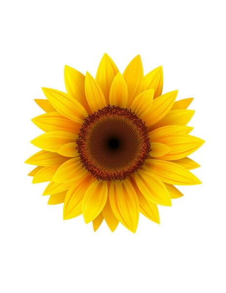 3" Round Pre-Cut Sunflower Edible Images For Your Cupcakes!