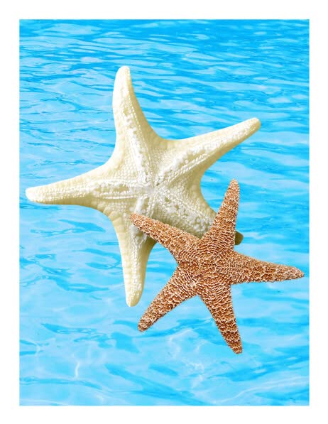 Starfish Edible Image For Your Quarter Sheet Cake!